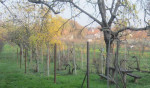 Rodinný dom s ovocným sadom a vinicou – fotka 3