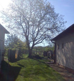 Predam RD 2km od Podhajskej – fotka 3